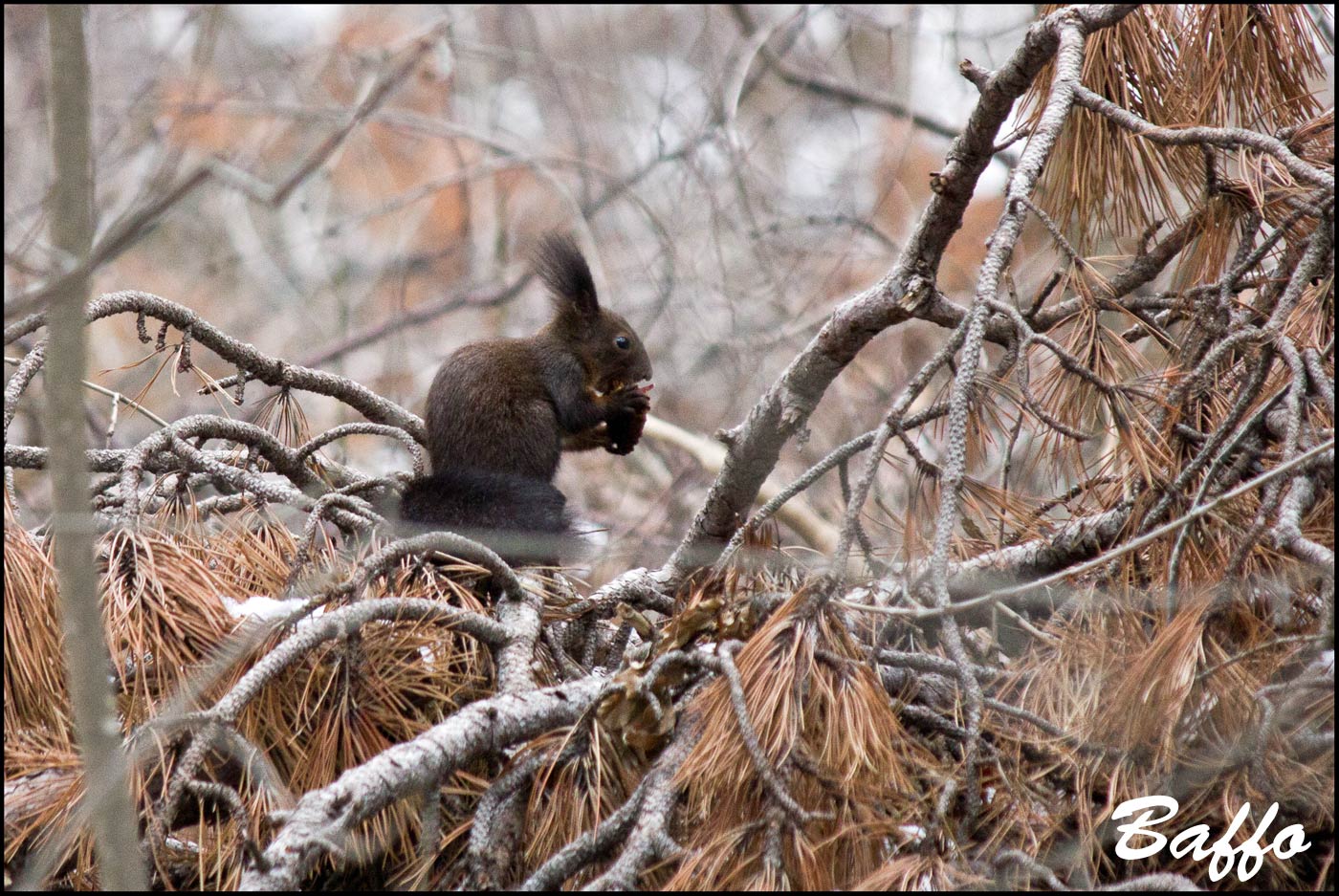 Sciurus vulgaris - Carso Triestino